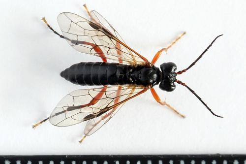Tenthredo sp.